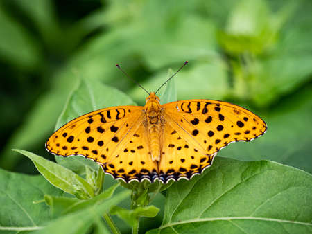 An Indian fritillary butterfly, Argynnis hyperbius, rests on a leaf in a Japanese garden near Yokohama, Japan.の写真素材
