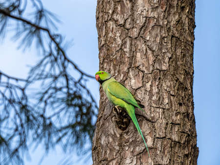 A rose ringed parakeet, Psittacula krameri, sitting on the side of a Japanese cedar tree in a park...