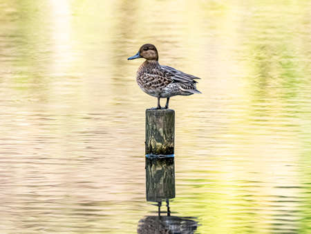 A female eurasian green-winged teal duck, Anas crecca, sleeps while perched on a wooden pole in a small Japanese pond.の写真素材