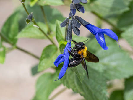 A Japanese carpenter bee, Xylocopa appendiculata, feeds off of blue sage flowers near Yokohama,...