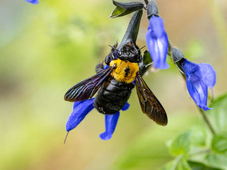 A Japanese carpenter bee, Xylocopa appendiculata, feeds off of blue sage flowers near Yokohama, Japan.の写真素材