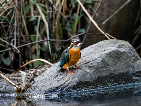 colorful common kingfisher, Alcedo atthis bengalensis, rests on a rock whileeating a fish in a river...