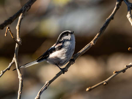 A cute little long-tailed bushtit, Aegithalos caudatus, perches in a tree in central Kanagawa, Japan.の写真素材