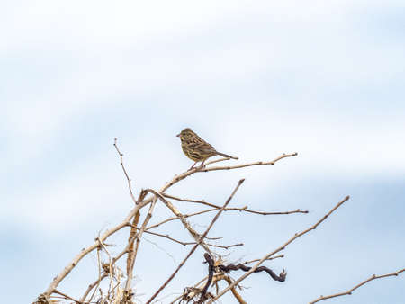 A black-faced bunting, Emberiza spodocephala, perches on washed-out brush beside the Tama River in...