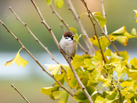 A Eurasian tree sparrow, passer montanus, perches in the changing leaves of a ginkgo tree near Yokohama, japan.の写真素材