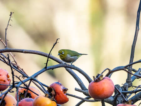 A Japanese white-eye, also called a warbling white-eye or mountain white-eye, Zosterops japonicus, perched in a fruit tree on a farm near Yokohama, Japan.の写真素材