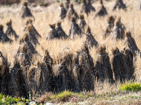 Harvested bundles of rice stalks sit clustered in a rice paddy on a farm in Kanagawa, Prefecture, Japan.の写真素材