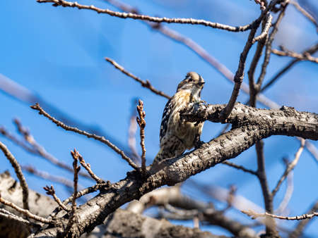A Japanese pygmy woodpecker, Yungipicus kizuki, searches for grubs to eat in a bare tree near...