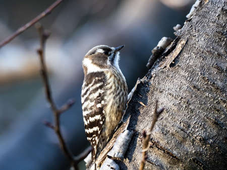 A Japanese pygmy woodpecker, Yungipicus kizuki, perches on the trunk on a small tree trunk in a forest near Yokohama, Japan.の写真素材