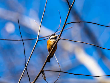 A varied tit, Sittiparus varius, perches in a tree in a Japanese forest park in Kanagawa Prefecture, Japan.の写真素材