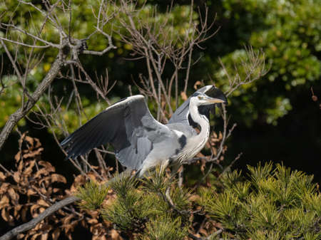 A Japanese grey heron, Ardea cinerea jouyi, lands in a tree beside a small pond in a park near Yokohama, Japan.の写真素材