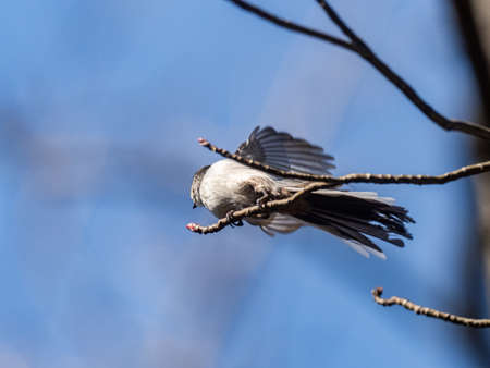A cute little long-tailed bushtit, Aegithalos caudatus, perches in a tree in central Kanagawa, Japan.の写真素材