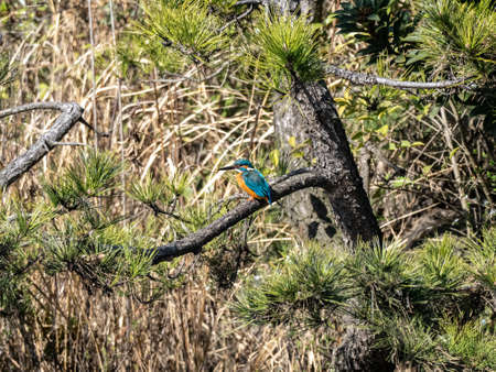 A colorful common kingfisher, Alcedo atthis bengalensis, perches in a tree while fishing over a Japanese pond in Kanagawa, Japanの写真素材