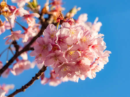 A large cluster of Japanese cherry blossoms, or sakura, bloom against a bright blue sky in a park near Yokohama, Japan.の写真素材