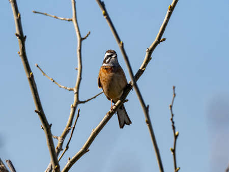 A small meadow bunting, Emberiza cioides, perches in a tree beside the Sakai River in Yokohama, Japan.の写真素材
