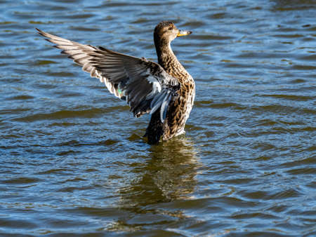female Eurasian green-winged teal ducks, Anas crecca, float in a flood control pond near the Sakai river in central Kanagawa, Japan.の写真素材