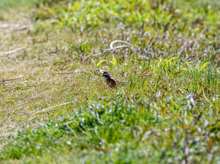 A small meadow bunting, Emberiza cioides, stands in the grass beside the Sakai River in Yokohama, Japan.の写真素材
