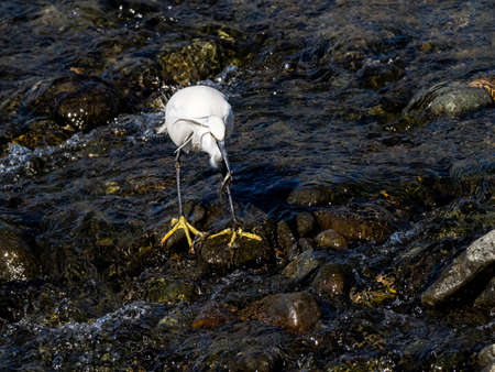 A white little egret, Egretta garzetta, stands in the shallows of the Sakai river near Yokohama, Japan.の写真素材