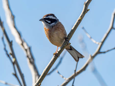 A small meadow bunting, Emberiza cioides, perches in a tree beside the Sakai River in Yokohama, Japan.の写真素材