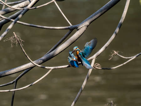 A pair of common kingfishers, Alcedo atthis bengalensis, mate in a tree branch over a small park pond near Yokohama, Japan.の写真素材