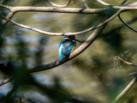 A colorful common kingfisher, Alcedo atthis bengalensis, perches in a tree branch while fishing in a small park pond near Yokohama, Japan.の写真素材
