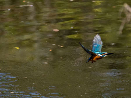 A colorful common kingfisher, Alcedo atthis bengalensis, flies over the water while fishing in a small park pond near Yokohama, Japan.の写真素材