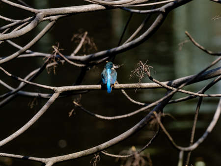 A colorful common kingfisher, Alcedo atthis bengalensis, perches in a tree branch while fishing in a small park pond near Yokohama, Japan.の写真素材