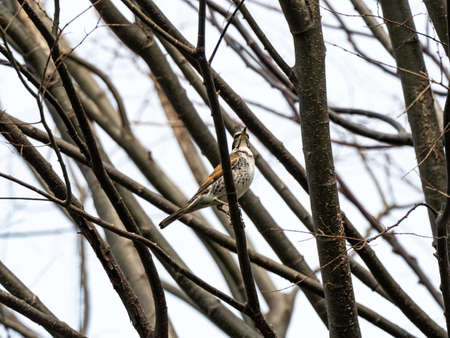 A dusky thrush, Turdus eunomus, perches in a tree in a forest in western Yokohama, Japan.の写真素材