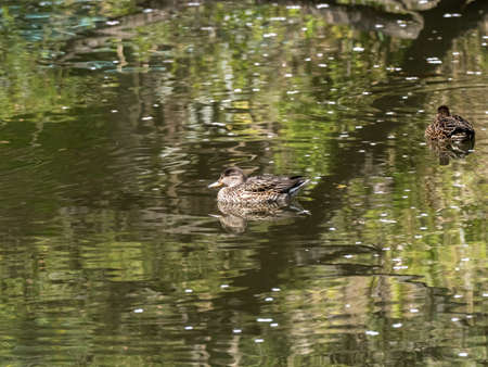 Eurasian green-winged teals, Anas crecca, float on a calm, still pond on a bright day in a park near Yokohama, Japan.の写真素材