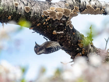 A Japanese pygmy woodpecker, Yungipicus kizuki, perches on the side of a branch in a blossoming cherry tree in a park near Yokohama, Japanの写真素材