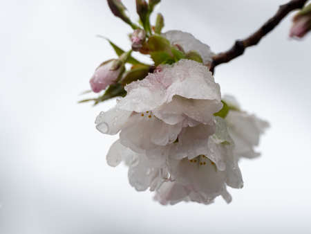 Japanese cherry blossoms, sakura, bloom while covered in snow in a small park near Yokohama, Japan during a rare spring winter storm.の写真素材