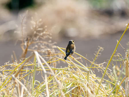 A gray-capped greenfinch, also called an oriental greenfinch, Chloris sinica, perches on some tall brush beside a field on a Japanese farm near Yokohama, Japan.の写真素材