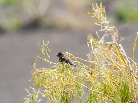 A gray-capped greenfinch, also called an oriental greenfinch, Chloris sinica, perches on some tall brush beside a field on a Japanese farm near Yokohama, Japan.の写真素材