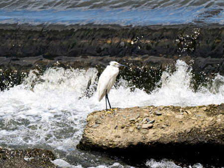 Little egret, Egretta garzetta, perched on a large broken chunk of concrete in the center of the Sakai River in Yokohama, Japan.の写真素材