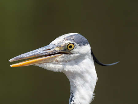 Portrait of a Japanese gray heron, Ardea cinerea jouyi, standing beside a small fishing pond in a park in Yokohama, Japan.の写真素材