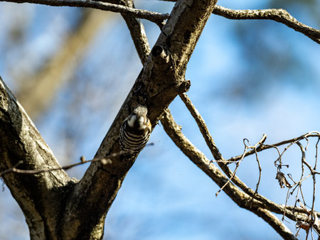 A Japanese pygmy woodpecker, Yungipicus kizuki, hunts for insects on a bare winter tree near Yokohama, Japan.の写真素材