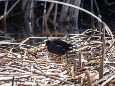 A Eurasian coot, Fulica atra, swims through a small pond in Izumi Forest, a nature park in Yamato, Kanagawa Prefecture, Japan.の写真素材