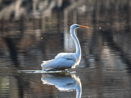 A great egret, Ardea alba, is reflected while wading through a shallow pond in Izumi Forest, Yamato, Kanagawa Prefecture, Japan.の写真素材