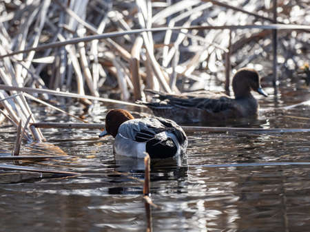 Eurasian wigeon ducks, Mareca penelope, feed and play in a small pond in Izumi Forest park in Yamato, Kanagawa Prefecture, Japan.の写真素材