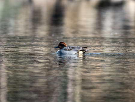 Green-winged teal ducks, Anas crecca, swim through the pond of Izumi Forest on a winter's morning. Shot at Izumi Forest, Yamato, Kanagawa Prefecture, Japan.の写真素材