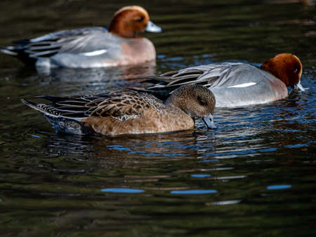 Eurasian wigeon ducks, Mareca penelope, feed and play in a small pond in Izumi Forest park in Yamato, Kanagawa Prefecture, Japan.の写真素材