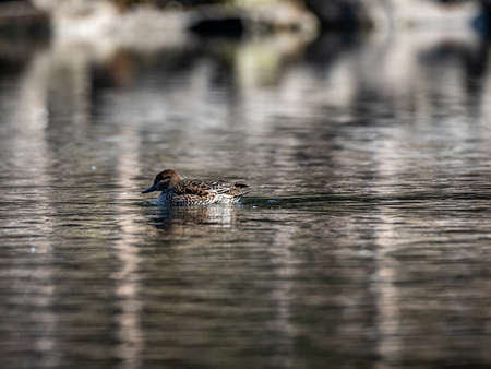Green-winged teal ducks, Anas crecca, swim through the pond of Izumi Forest on a winter's morning. Shot at Izumi Forest, Yamato, Kanagawa Prefecture, Japan.の写真素材