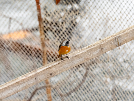 A male daurian redstart, Phoenicurus auroreus, perches on a old steel framing over hot spring waters in Yamanouchi, Nagano Prefecture, Japan.の写真素材