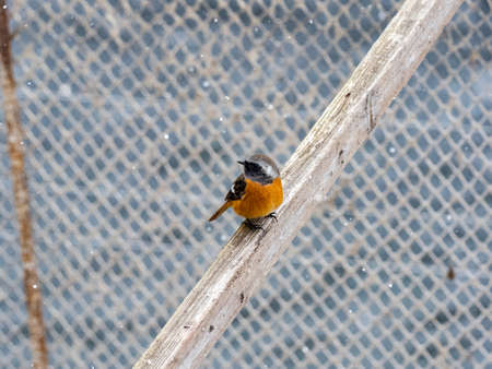 A male daurian redstart, Phoenicurus auroreus, perches on old wood and steel framing over hot spring...