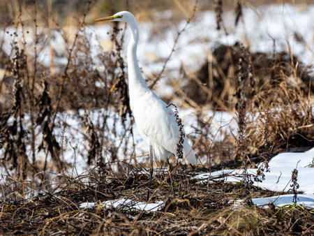 A great egret, Ardea alba, landed beside the Yomase River in Yamanouchi, Nagano Prefecture, Japan.の写真素材