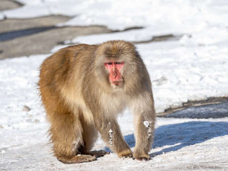 A Japanese macaque, Macaca fuscata, on the road in Shiga Kogen, a ski resort and nature preserve in...