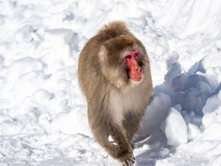 A Japanese macaque, Macaca fuscata, in the deep snow in Shiga Kogen, a ski resort and nature preserve in Nagano Prefecture, Japan.の写真素材