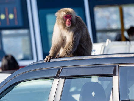 A Japanese macaque, Macaca fuscata, sitting on a car roof in a parking lot at Shiga Kogen, a ski resort and nature preserve in Nagano Prefecture, Japan.の写真素材