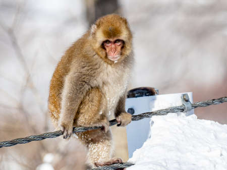 A Japanese macaque, Macaca fuscata, on the road in Shiga Kogen, a ski resort and nature preserve in Nagano Prefecture, Japan.の写真素材