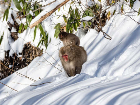 A Japanese macaque, Macaca fuscata, in the deep snow in Shiga Kogen, a ski resort and nature preserve in Nagano Prefecture, Japan.の写真素材